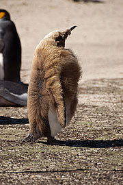 Picture 'Ant1_1_0361 King Penguin, Saunders Island, Falkland Islands, Antarctica and sub-Antarctic islands'
